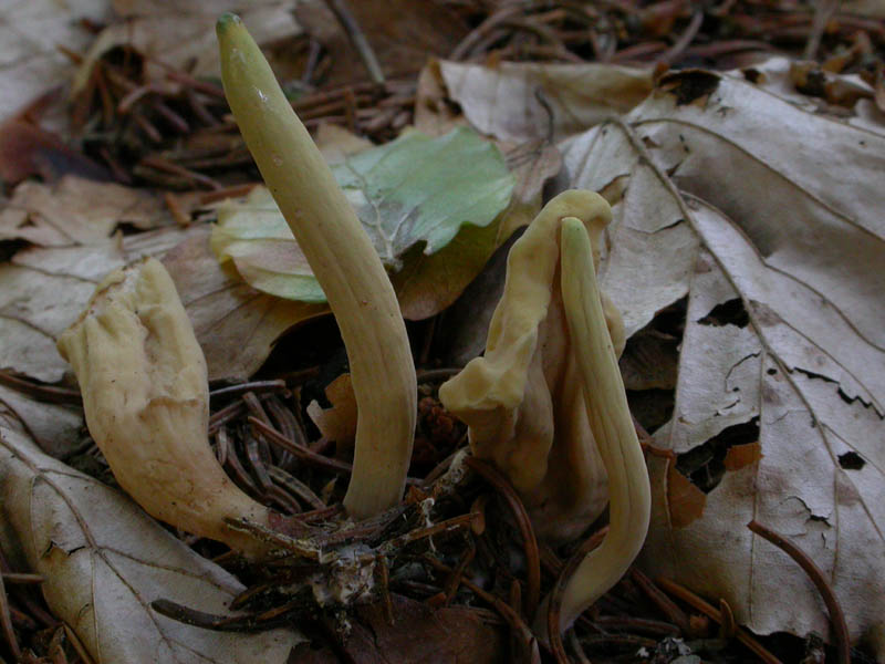 Clavariadelphus ligula (Schaeff.) Donk