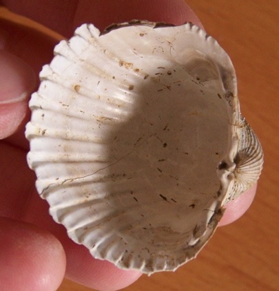 Acanthocardia echinata (L., 1758) Pliocene senese