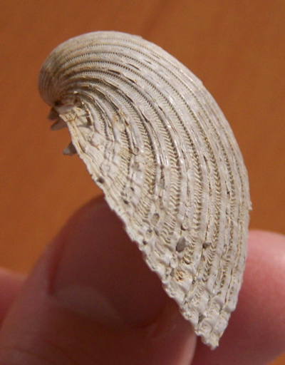 Acanthocardia echinata (L., 1758) Pliocene senese