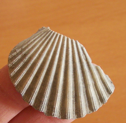 Bivalvi pliocenici - 9: Aequipecten opercularis?