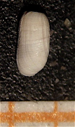 Cylichnina laevisculpta