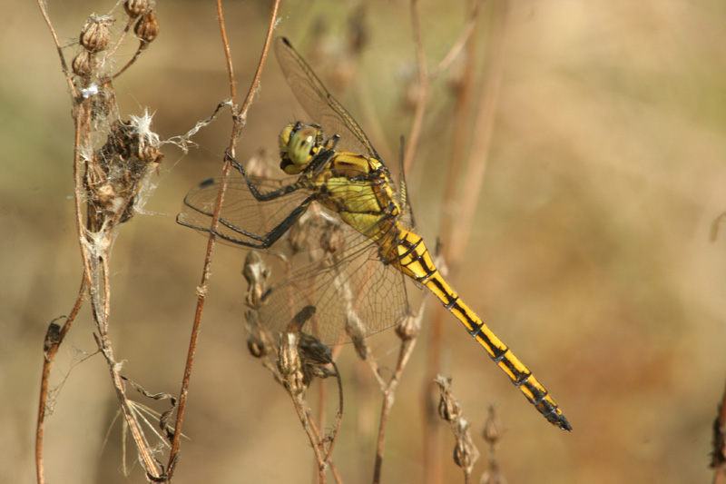 Orthetrum cancellatum - immaturo