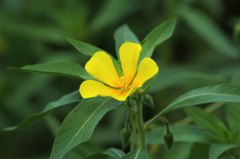 Ludwigia grandiflora / Porracchia grandiflora