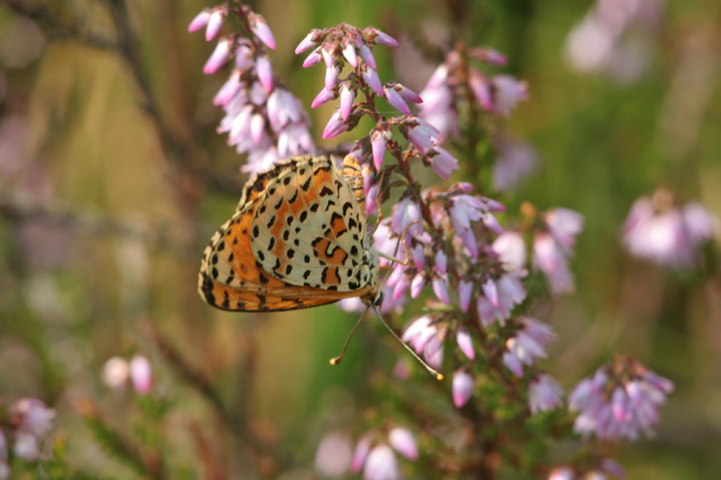 Melitaea didyma