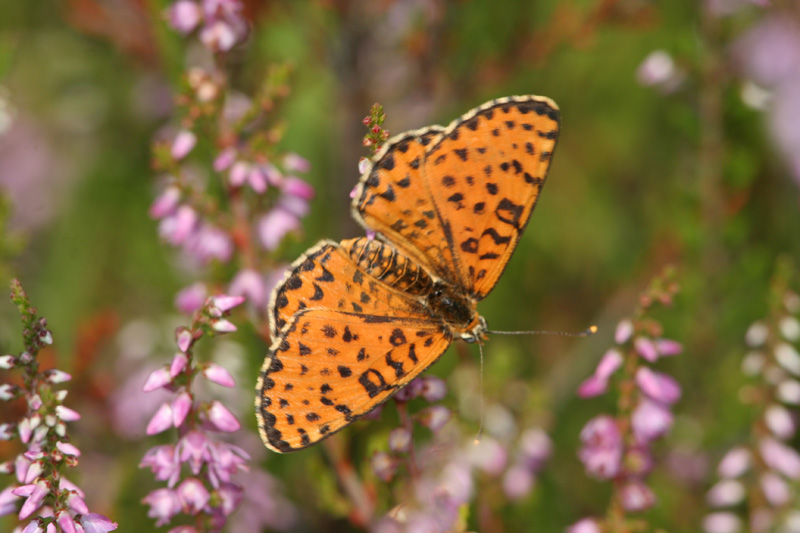 Melitaea didyma