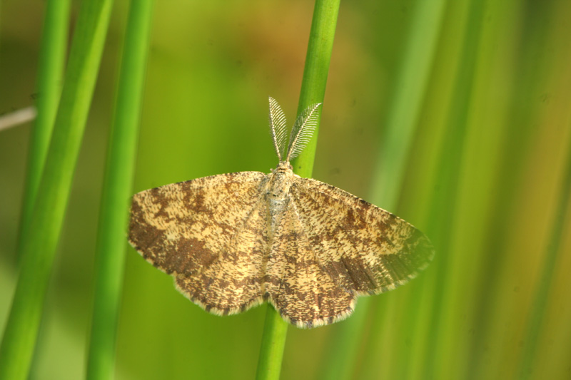 piccola falena: Ematurga atomaria