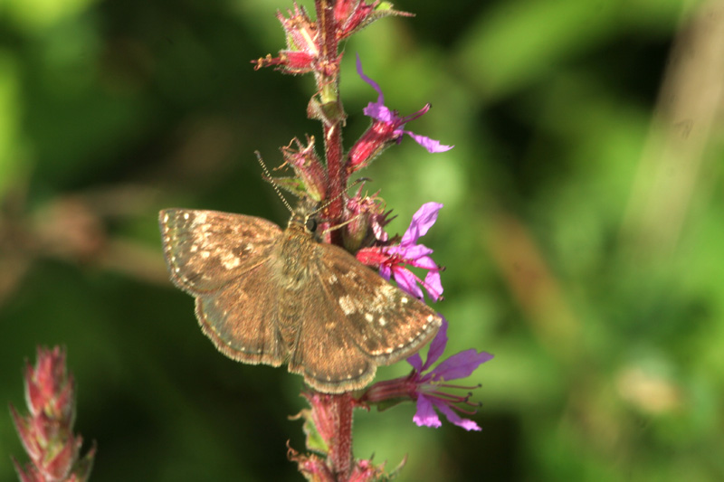 Erynnis tages (Hesperiidae)