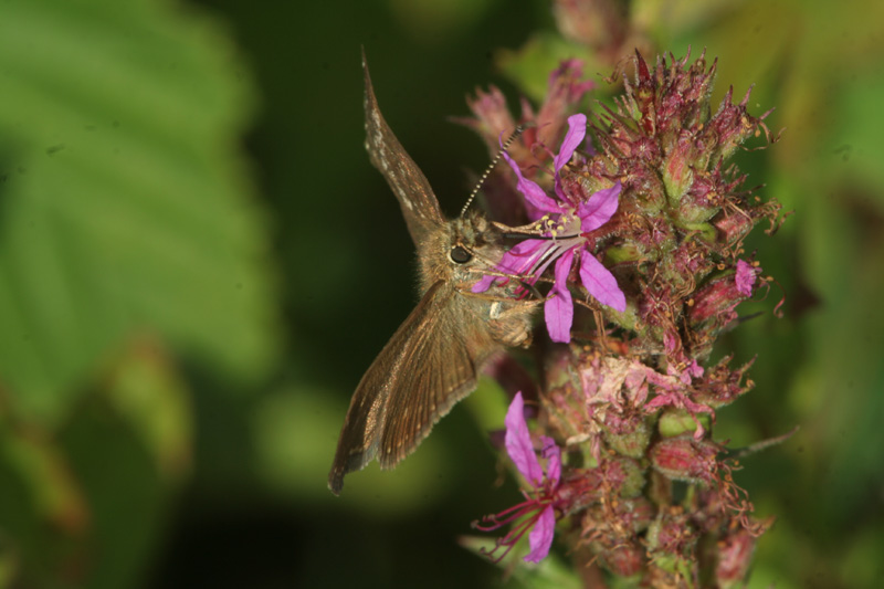 Erynnis tages (Hesperiidae)