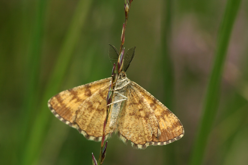 piccola falena: Ematurga atomaria