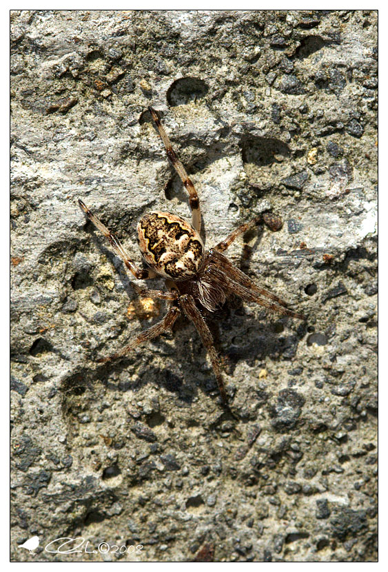 Araneidae - Larinioides sp.