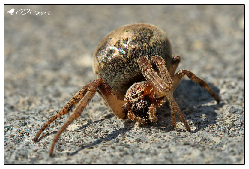 Araneidae - Larinioides sp.