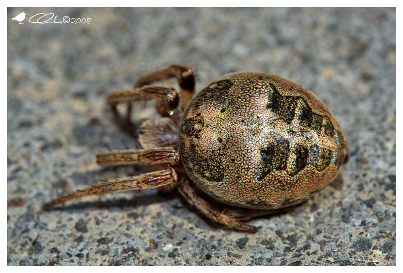 Araneidae - Larinioides sp.