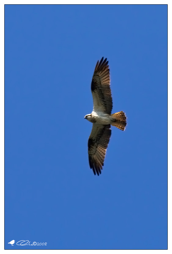 Pandion haliaetus - Falco pescatore