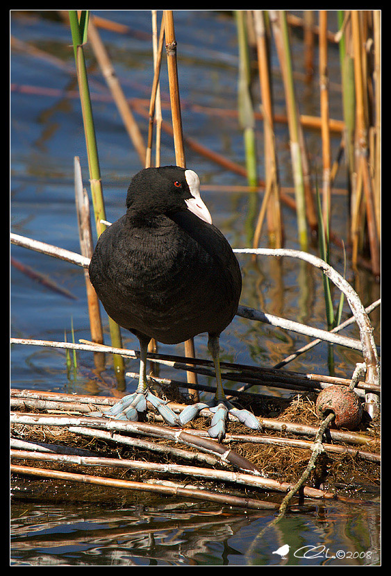 Ritratto di Fulica atra