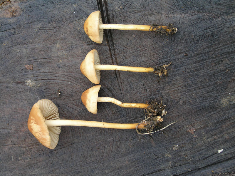 ID: Marasmius oreades da Monte Lessini