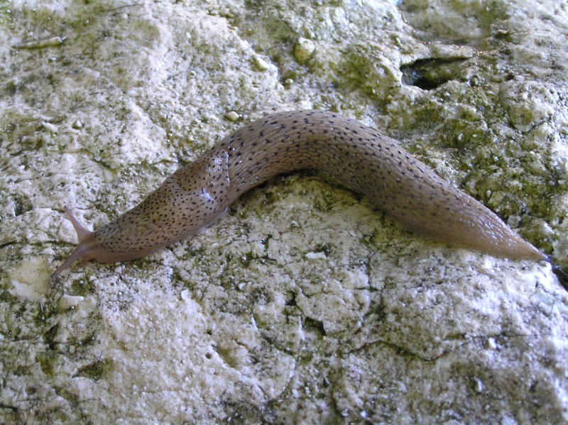 Un Limax cf millipunctatus da Lettomanoppello (PE)