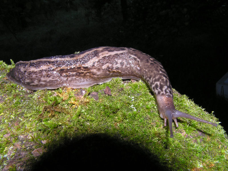 Limax maximus o L. cinereoniger - un quiz!