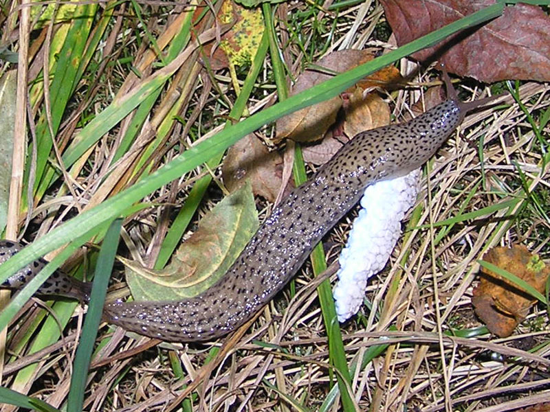 Un Limax cf millipunctatus da Lettomanoppello (PE)