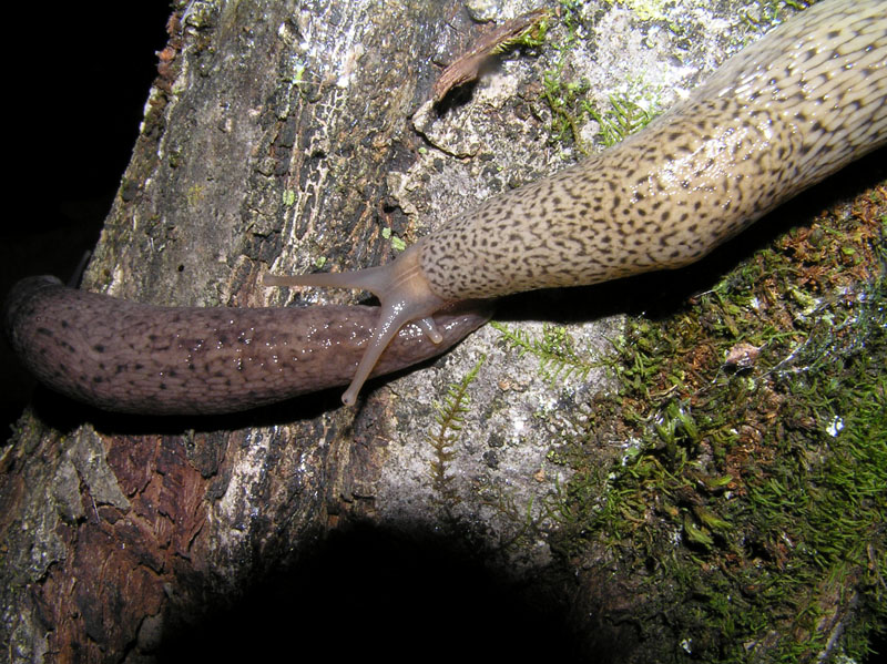 Un Limax cf millipunctatus da Lettomanoppello (PE)