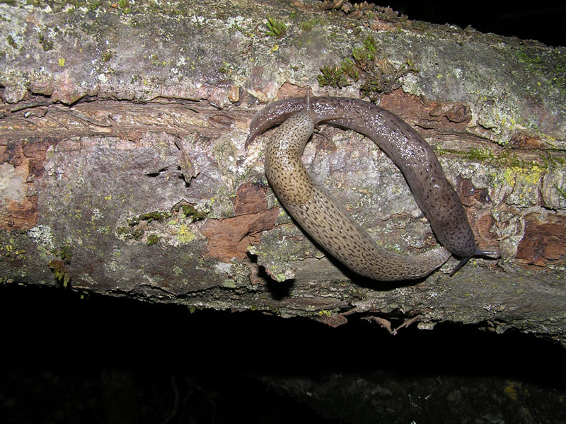 Un Limax cf millipunctatus da Lettomanoppello (PE)