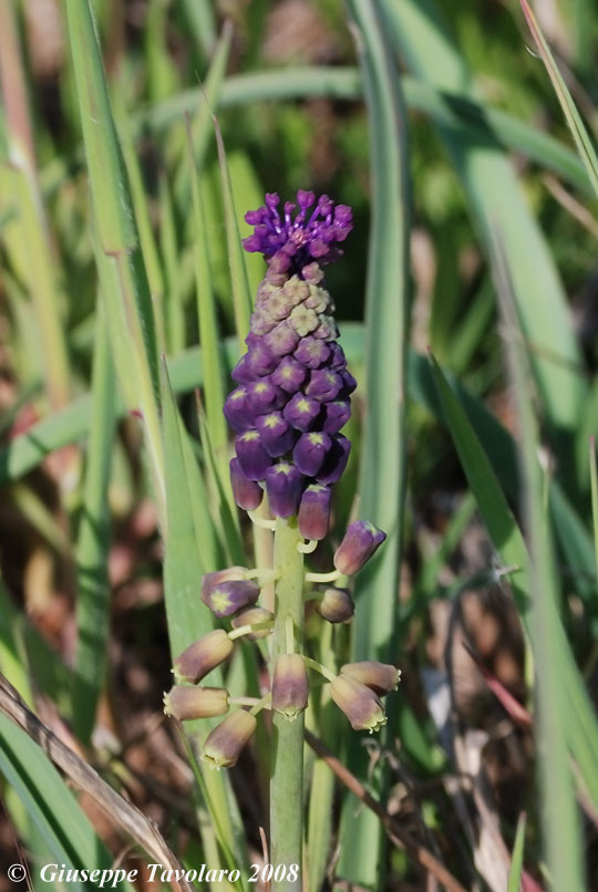 Muscari comosum