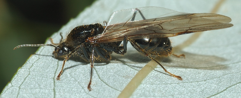 La formica granaiola: Messor sp.