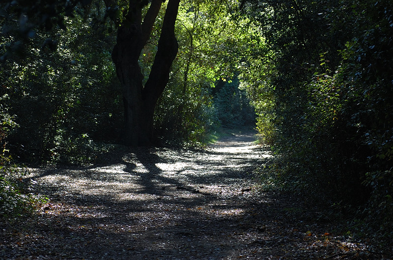 I funghi della Pineta di Castelfusano (Ostia)