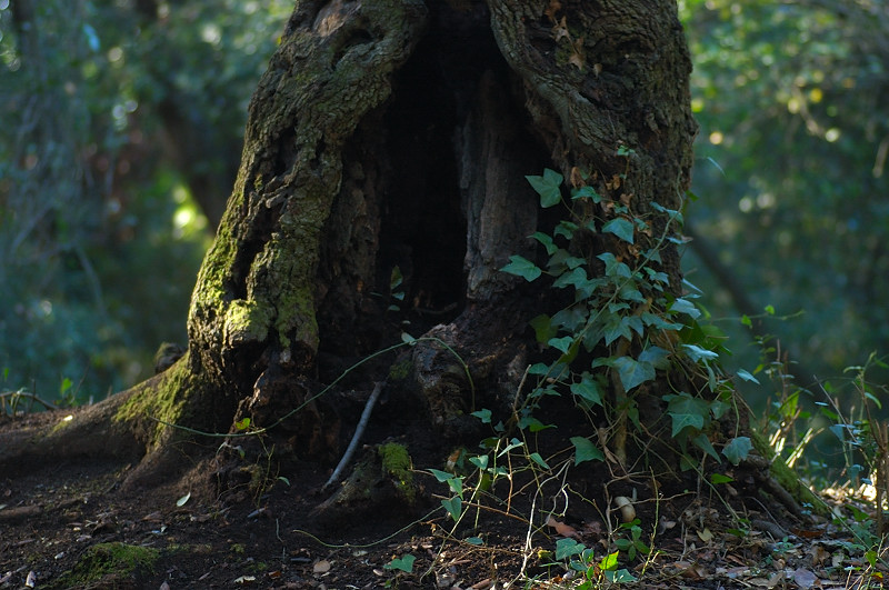 I funghi della Pineta di Castelfusano (Ostia)