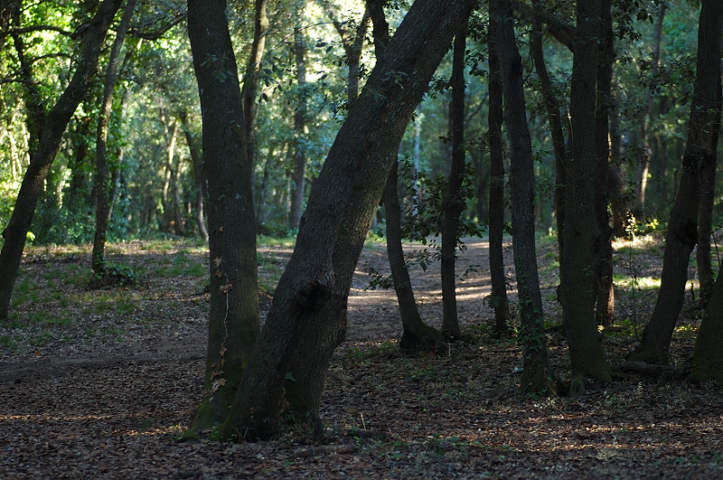 I funghi della Pineta di Castelfusano (Ostia)