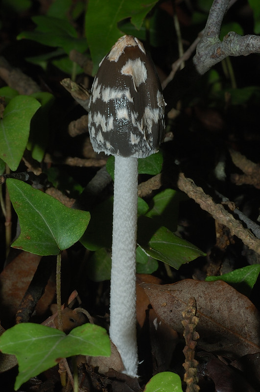 I funghi della Pineta di Castelfusano (Ostia)