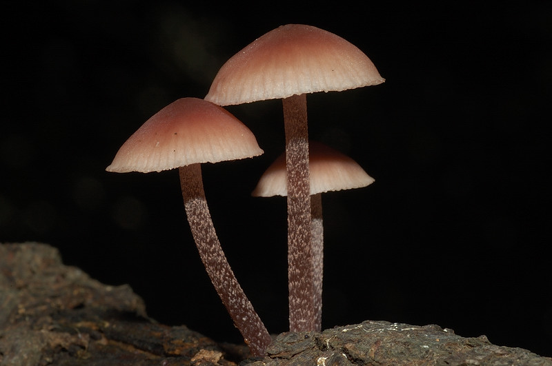 I funghi della Pineta di Castelfusano (Ostia)