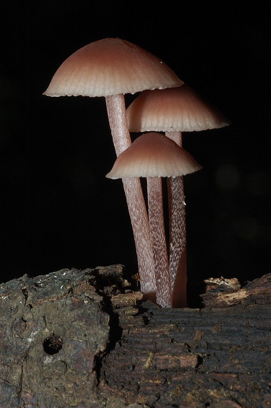 I funghi della Pineta di Castelfusano (Ostia)