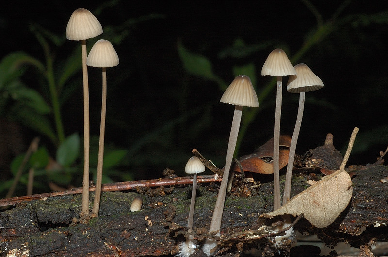 I funghi della Pineta di Castelfusano (Ostia)