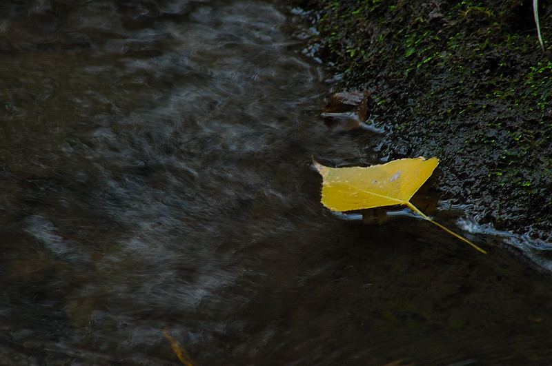 Dipingere con...l''acqua