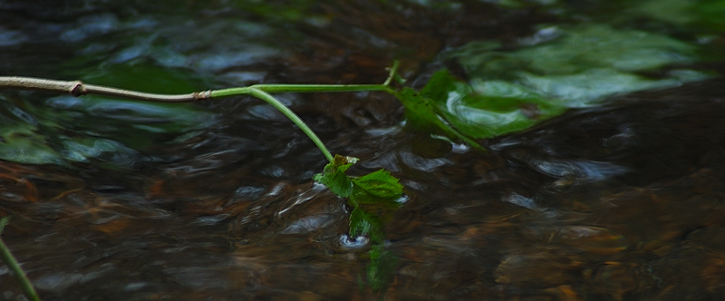 Dipingere con...l''acqua