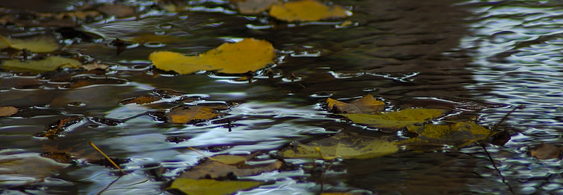 Dipingere con...l''acqua