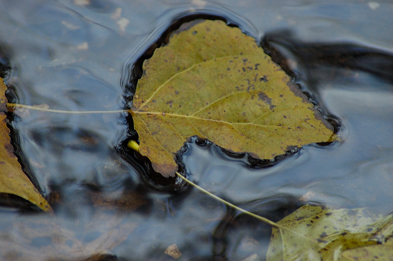 Dipingere con...l''acqua