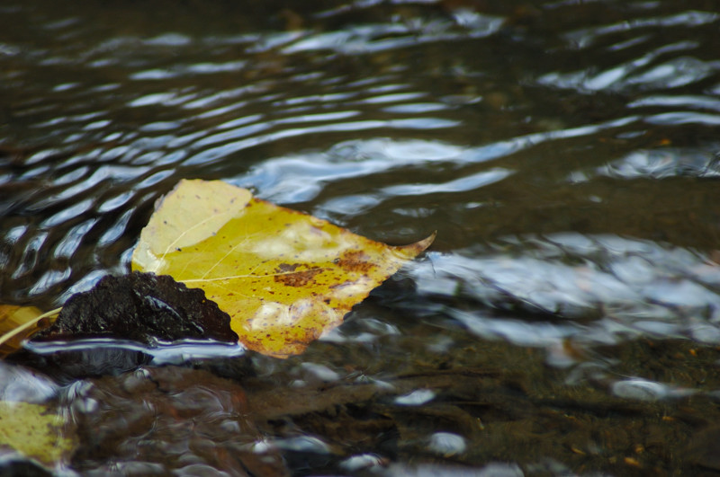 Dipingere con...l''acqua