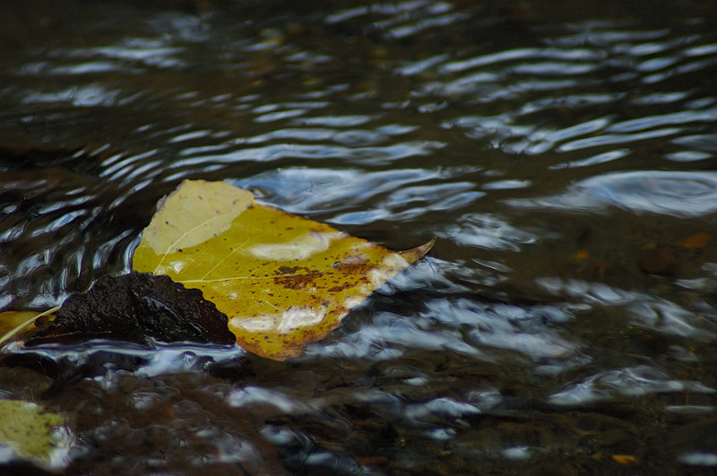 Dipingere con...l''acqua