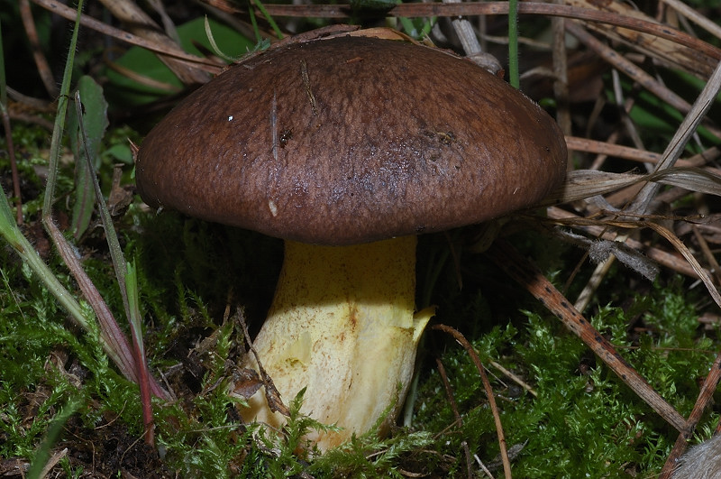 I funghi della Pineta di Procoio