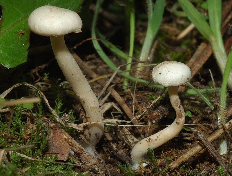 I funghi della Pineta di Procoio