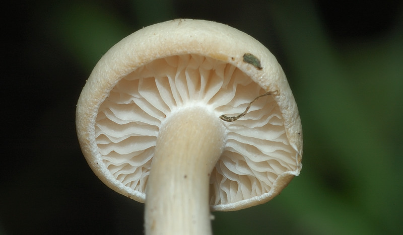 I funghi della Pineta di Procoio