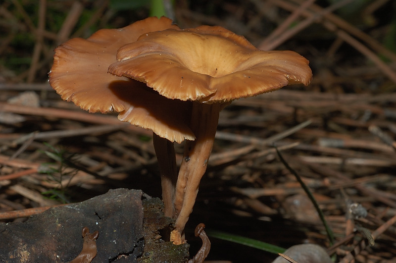 I funghi della Pineta di Procoio