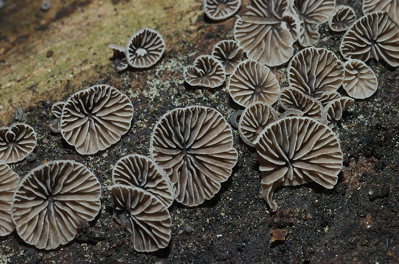 I funghi della Pineta di Procoio