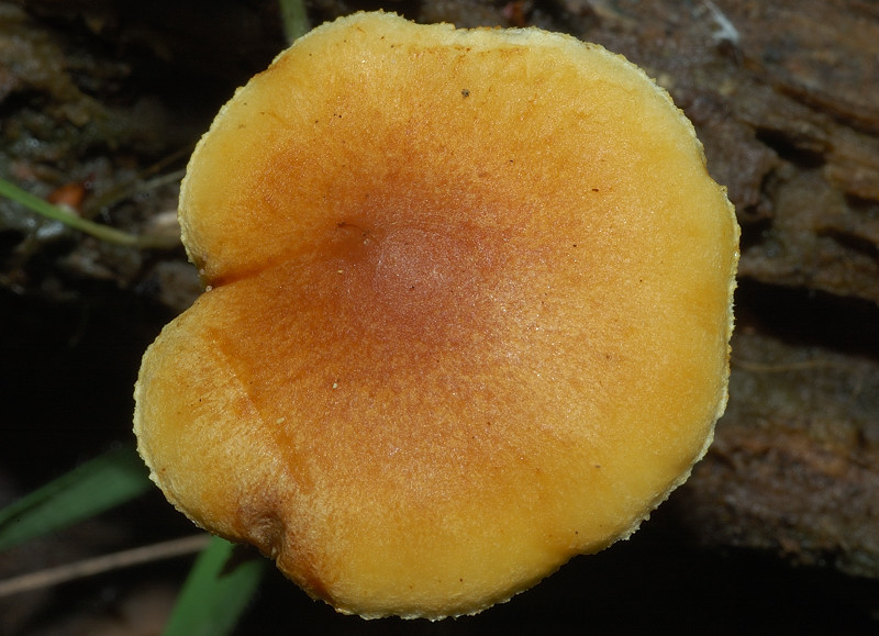 I funghi della Pineta di Procoio