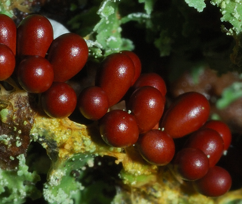 I funghi della Pineta di Procoio