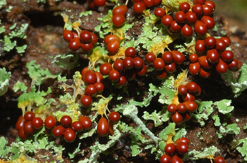 I funghi della Pineta di Procoio