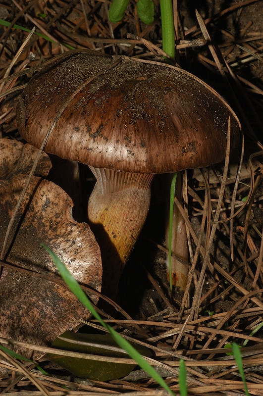 I funghi della Pineta di Procoio