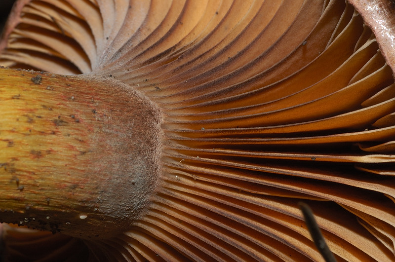 I funghi della Pineta di Procoio