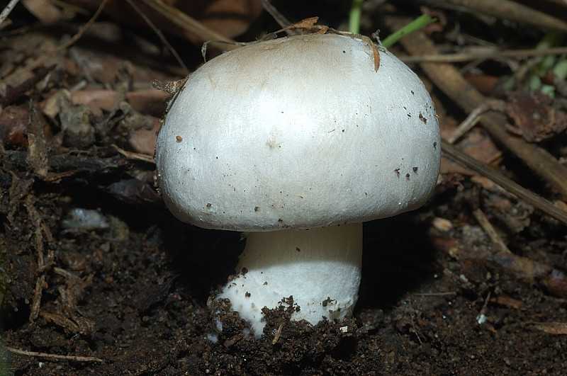 I funghi della Pineta di Procoio